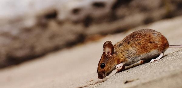 22. Beraber yaşayan farelerin birbirlerinin kuyruklarına dolanarak tek bir vücut haline dönüştüğüne inanan pek çok insan vardır. Bu olaya ise ‘fare kral’ denir.