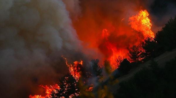 Türkiye'de son 10 yılın orman yangını istatistikleri