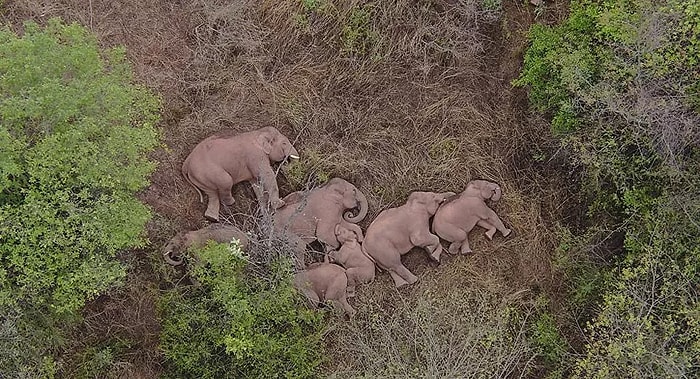 Слоны, сбежавшие из заповедника, были замечены отдыхающими, после того, как преодолели 500 километров по Китаю