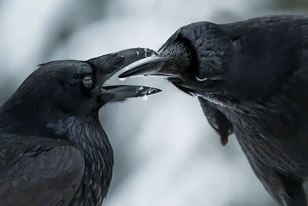 'Wings with Life' qalibi: "Beak to Beak"