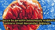 Bulaştığı İnsanın Beyninde Yaşayan ve Zamanla İntihara Sürükleyen Bir Parazit: Toksoplazma