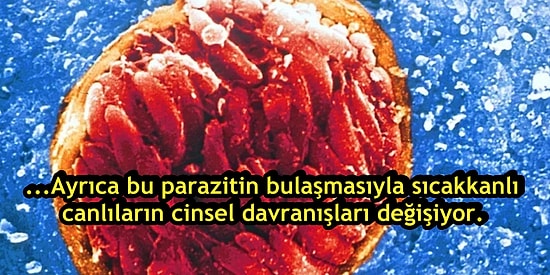 Bulaştığı İnsanın Beyninde Yaşayan ve Zamanla İntihara Sürükleyen Bir Parazit: Toksoplazma