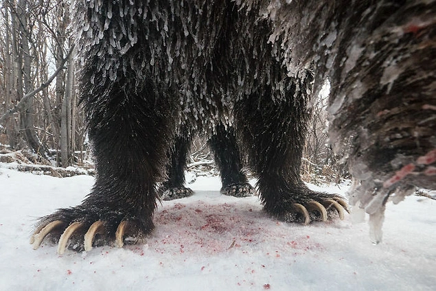 'Foto Hekayəsi: Qeyri-adi': "Klukshu Ice Bears 5/6"