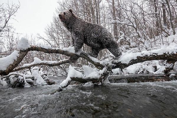 25. 'Fotoğrafla Hikaye: Alışılmışın Dışında': "Klukshu Ice Bears 2/6"