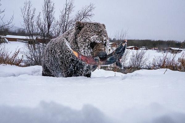 26. 'Fotoğrafla Hikaye: Alışılmışın Dışında': "Klukshu Ice Bears 4/6"