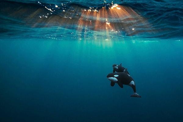 28. 'Akuatik Yaşam' Finalisti: "Orcas Under The Arctic Sun"