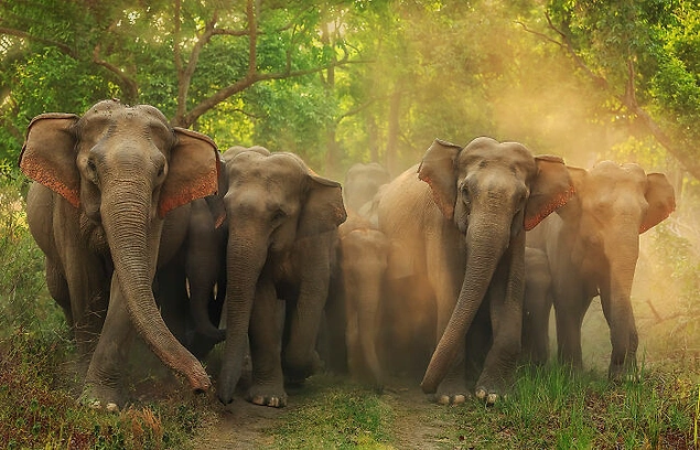 'Wildlife' Finalçısı: "Jumbo Roadblock"