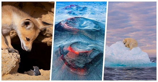 2021 BigPicture Doğal Dünya Fotoğraf Yarışması'ndan Gezegenimizdeki Zenginlikleri Gösteren 40 Eşsiz Fotoğraf