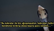 Hintlerin Kıvrak Zekalarıyla İngilizleri Rezil Ettikleri, Literatüre Girmiş Bir Olay: Kobra Etkisi