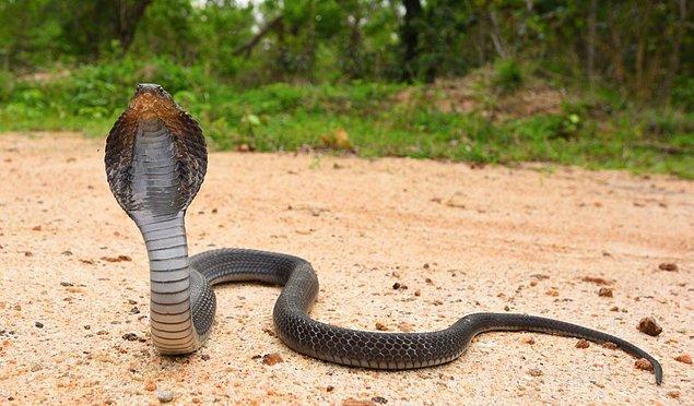 Proje ilk zamanlarda oldukça etkili olmuş. Hindistan halkı sokaklarda kobra yılanlarını birer birer öldürüyor ve karşılığında da paralarını alıyormuş.