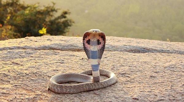 Eğer yolda bir yılanla karşılaşırsanız aklınıza ilk gelen şey zehirli olup olmadığı olacaktır.