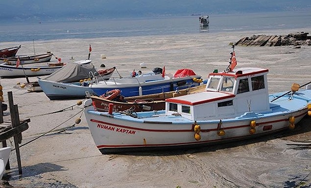 'İnsanlarımız güvenle balık tüketebilirler'