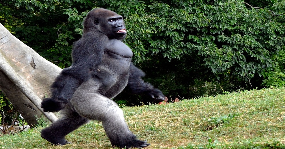 Sen Yatakta Hangi Hayvan Gibisin?