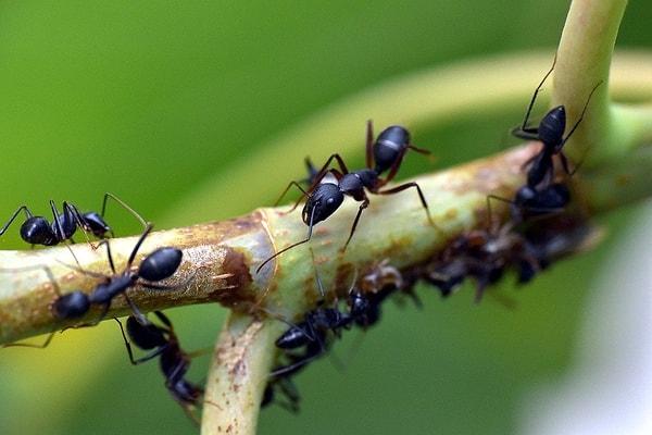 17. Dünyada sadece New York'un Manhattan bölgesindeki 14 caddenin içerisinde görülen nadir bir karınca türü vardır.
