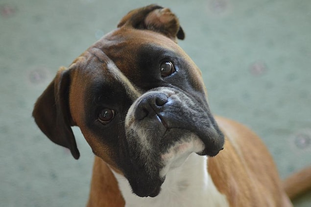 Ya da Boxer cinsi şu köpeğin asaletine bir bakın...