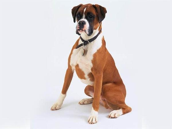Boxer cinsi köpek de yapay seçilimle yapısı değiştirilen canlılardan.