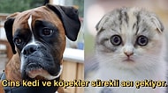 Sadece İnsanlar Satın Alsın Diye Üretilen "Cins" Kedi ve Köpekler Acı Çekmek İçin Dünyaya Geliyor!