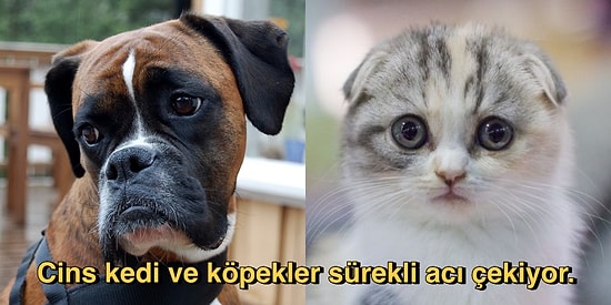 Sadece İnsanlar Satın Alsın Diye Üretilen "Cins" Kedi ve Köpekler Acı Çekmek İçin Dünyaya Geliyor!