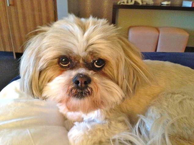 11. Köpek oteli çalışanı olmak