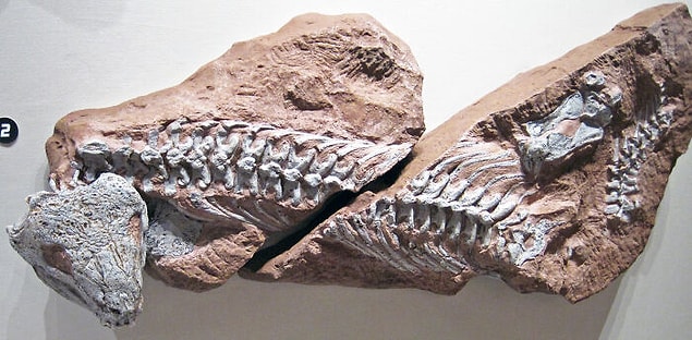 21. Paleontolog
