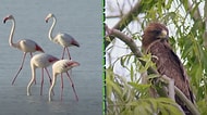 Gittiğinizde Kendinizi Adeta Masal Dünyasında Hissedeceğiniz Flamingo Cenneti: Tuz Gölü