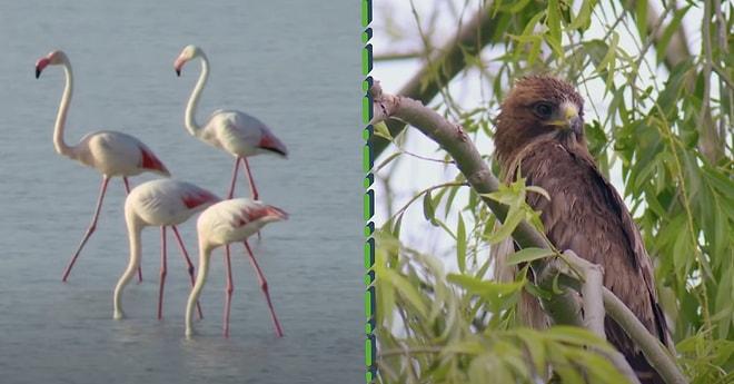 Gittiğinizde Kendinizi Adeta Masal Dünyasında Hissedeceğiniz Flamingo Cenneti: Tuz Gölü