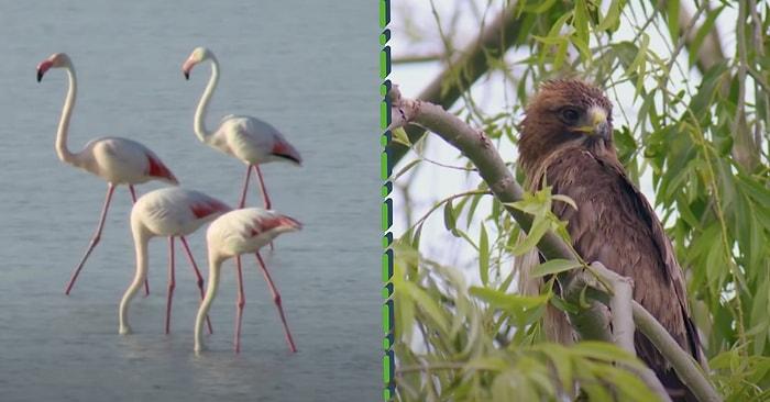 Gittiğinizde Kendinizi Adeta Masal Dünyasında Hissedeceğiniz Flamingo Cenneti: Tuz Gölü