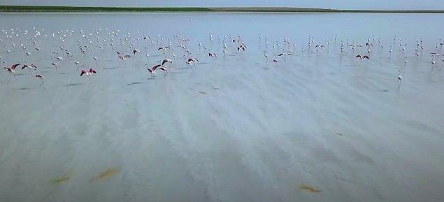 Tuz Gölü en çok flamingolarıyla biliniyor ve hatta burada sıkça sayısız yuvadan oluşan kuluçka kolonileri görebiliyorsunuz.