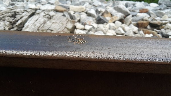 15. Бедную осу переехал поезд