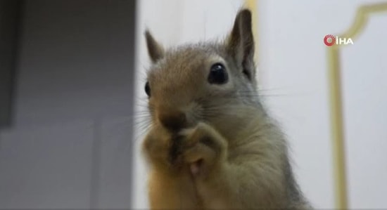 Kuyumcunun Para Çekmecesine Yuva Yapan Sincap, Dükkan Sahibi Dışında Para Almak İsteyen Olursa Saldırıyor