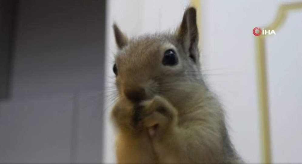 Kuyumcunun Para Çekmecesine Yuva Yapan Sincap, Dükkan Sahibi Dışında Para Almak İsteyen Olursa Saldırıyor