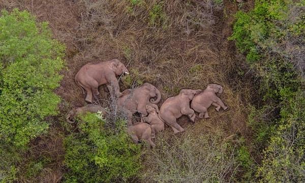 Çin'deki ünlü gezgin fil sürüsü, ülkede merakla takip edilen 15 aylık yürüyüşlerine bir ara verdi. Doğal ortamlarından uzaklaşarak maceraya çıkan filler tüm ülkeyi etkisi altına almıştı.