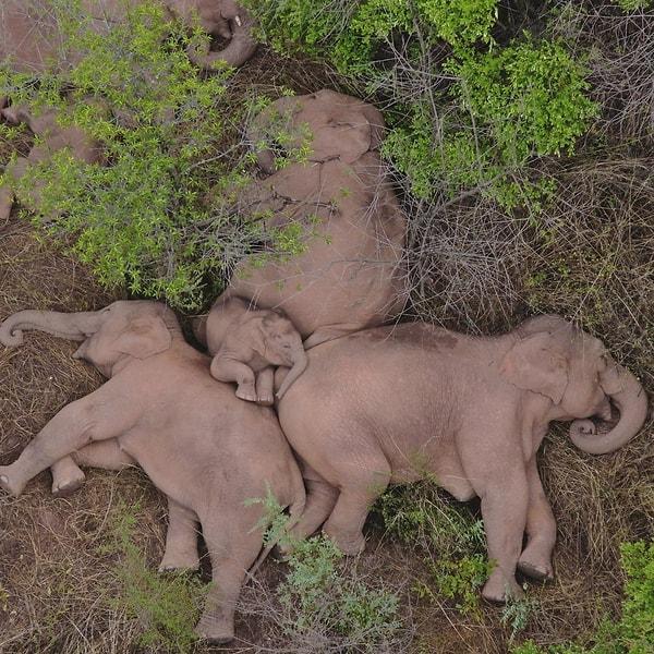 Drone görüntüleri şimdiye kadar 500 kilometre yolu kat eden fillerin ormanda uzanmış halde dinlenirken görüntülerini çekti.