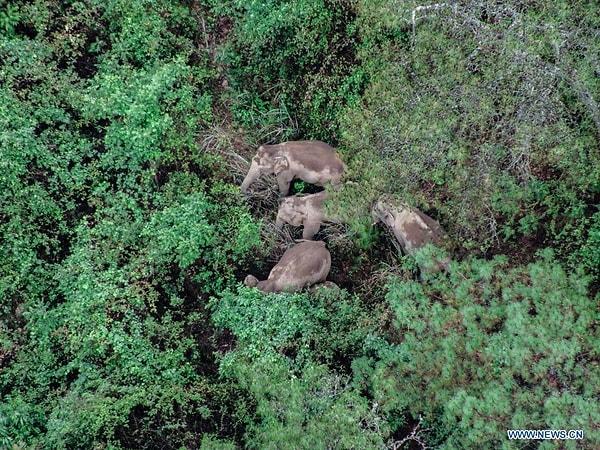Yetkililer ise 16 filden oluşan sürünün neden bu yolculuğa çıktıklarını anlamakta zorlanıyor. Xinhua'ya göre geçtiğimiz Kasım ayında Yunnan'ın Puer şehrine ulaştıklarında sürüdeki dişi bir fil doğum yaptı.