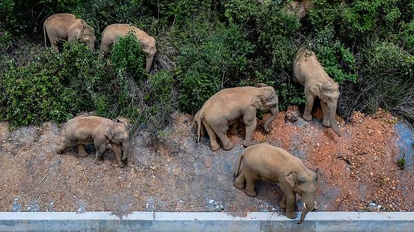 410'dan fazla acil durum personeli, 374 araç ve 14 drone'a ek olarak iki tondan fazla fil yemi kullanılarak filleri insanların yaşadığı alanlardan uzaklaştırma çalışmaları devam ediyor.