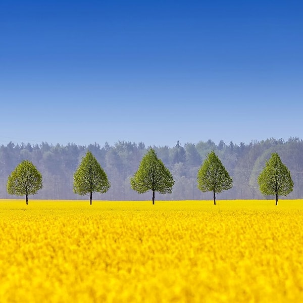 3. Деревья как листочки