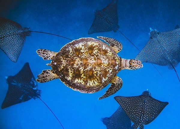 4. Широко открытое сердце