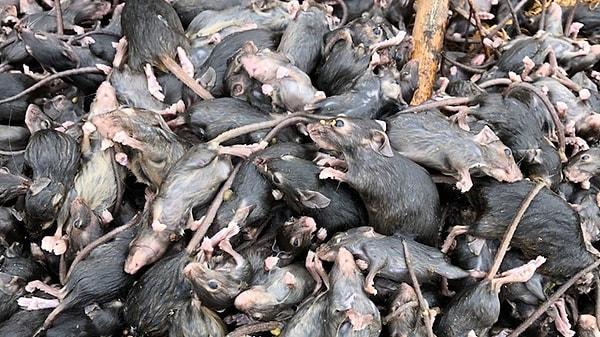 Ülke basını yaşanan olayları 'Fare vebası' başlıkları ile okurlarına duyururken, uzmanlar aylardır süren fare istilasını 'son 30 yılın en kötüsü' olarak nitelendiriyor.