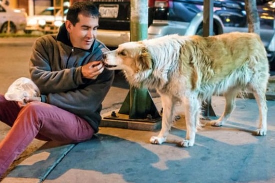 Mühendislik Kariyerini Bırakıp Hayatını Sokak Köpeklerine Adayan 'Koruyucu Melek' Hayatını Kaybetti