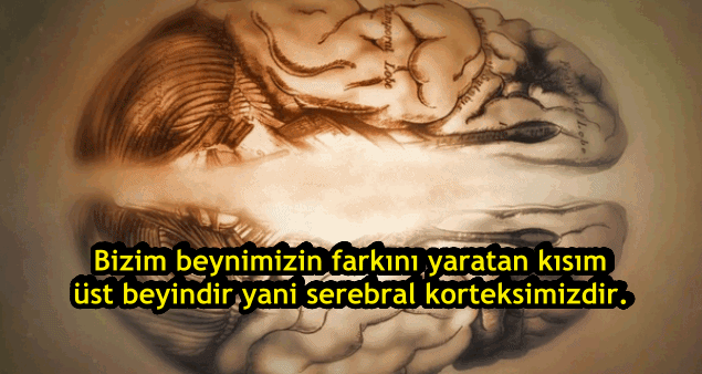 s-a1dc1f15600b0e85473d6e9a59ae9ac89b52db57.gif