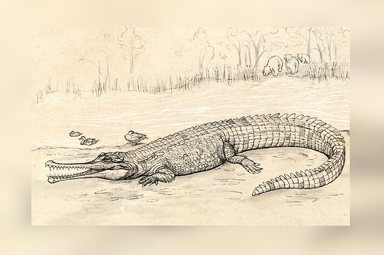 5 Milyon Yıllık Kafatası Fosili, 'Nehrin Patronunu' Ortaya Çıkardı