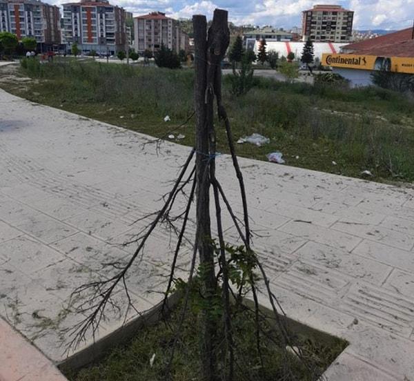 Kastamonu Belediye Başkanı Galip Vidinlioğlu, ağacın bu halini gördüğünde çok üzüldüğünü söyledi.