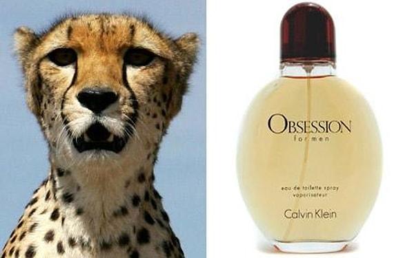 6. Kaplanlar ve çitalar gibi bazı büyük kedi türleri, Calvin Klein'in erkekler için çıkardığı Obsession for Men parfümüne takıntılılar.