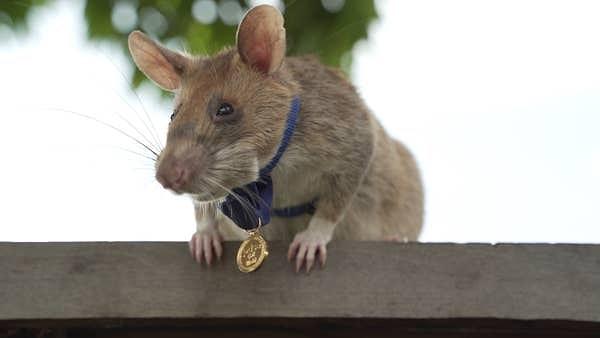 10. Adı Magawa olan bu fare, 2020'de cesareti ve kahramanlığı için altın madalya aldı.
