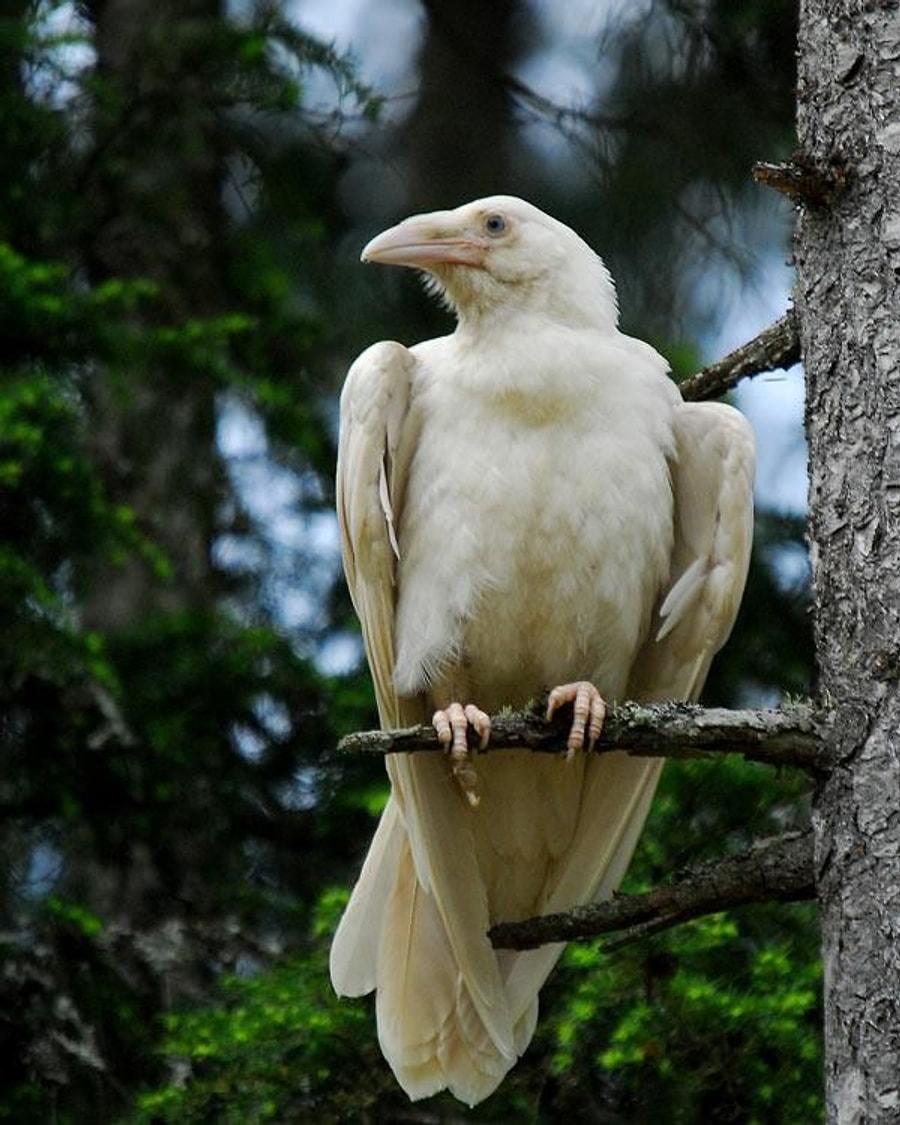 Птица объявится белая ворона. Ворона альбинос. Орлан альбинос. Грач альбинос. Белая ворона альбинос.