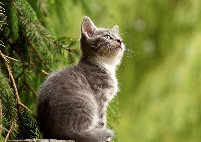 İstanbul'da Kedi Katliamı: Fırına Atıp Pişirdi, Para Cezası Aldı...