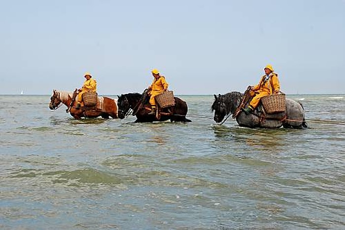 Belçika'da Atlara Binip Okyanustan Karides Toplayarak Geçimlerini Sağlayan İnsanlar