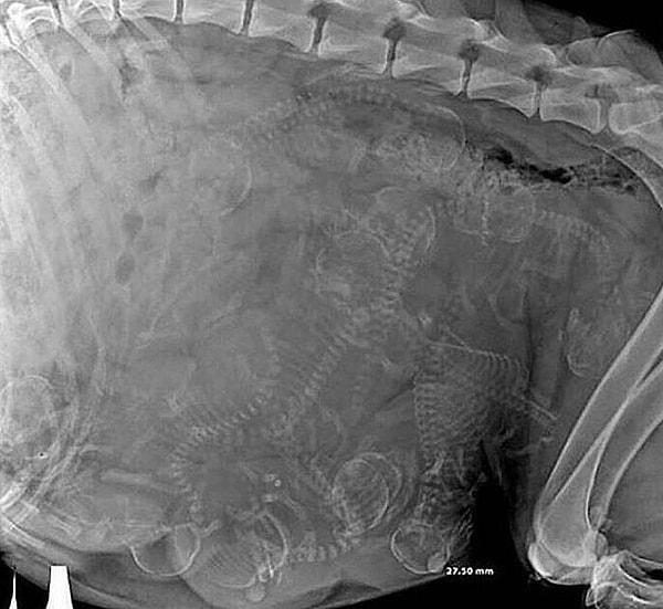 22. "Hamile bir köpeğin röntgeni."
