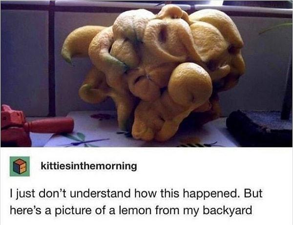 28. "Nasıl oldu anlamadım fakat bu arka bahçemden bir limon."