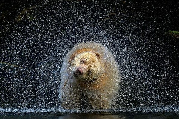 5. Наземная дикая природа, победитель: «Босс» Мишель Вальберг, тропический лес Большой медведь, Канада